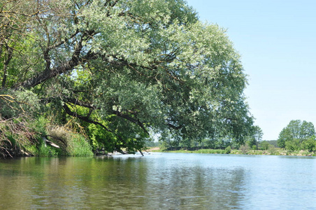 虫子河。 波兰wschodnia.dolina河，岸边生长着树木。