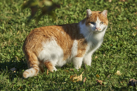 走在绿色草地上的猫