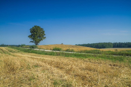 草地和树在拉脱维亚。2014