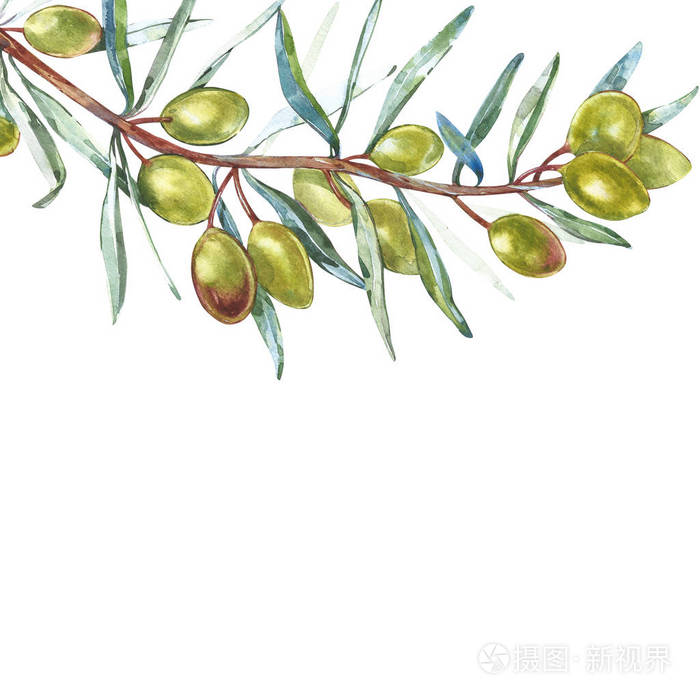 橄榄树枝与绿色橄榄在白色背景隔绝了.水彩插图.