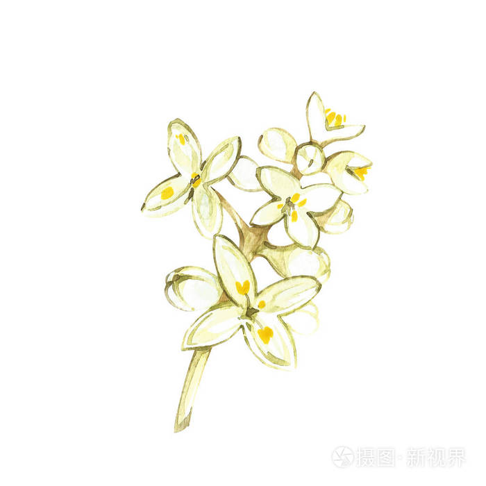 水彩写实插画花橄榄枝在白色背景上隔绝.橄榄油, 天然