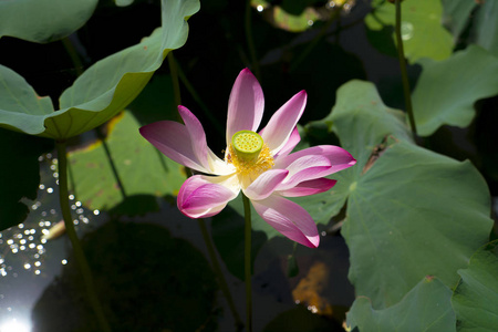 莲花和莲花植物。