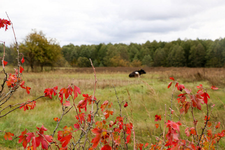 秋天风景。乌云笼罩着秋天的森林。田野里泛黄的草