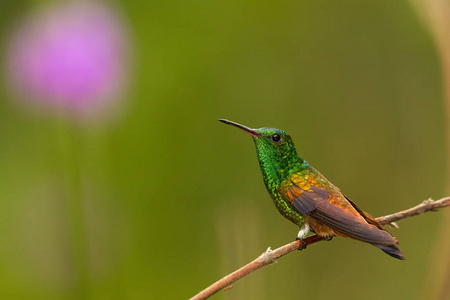 闪闪发光的绿色蜂鸟与铜的彩色翅膀铜燕蜂鸟, Amazilia tobaci, 栖息在树枝上的彩色遥远的绿色背景与紫罗兰花。特立尼
