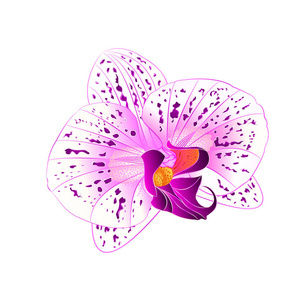 紫色和白色兰花蝴蝶兰花特写白色背景老式矢量插图可编辑