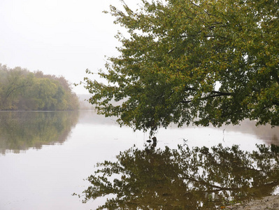 在波托马克河的水中反射的树