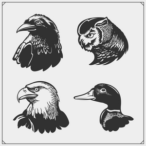 集鸟。鸭子, 老鹰, 乌鸦和猫头鹰