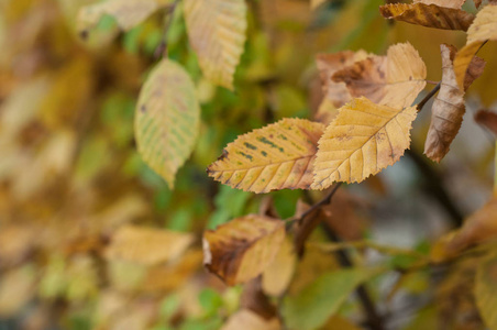 秋天的秋天, 角梁树枝上的黄叶