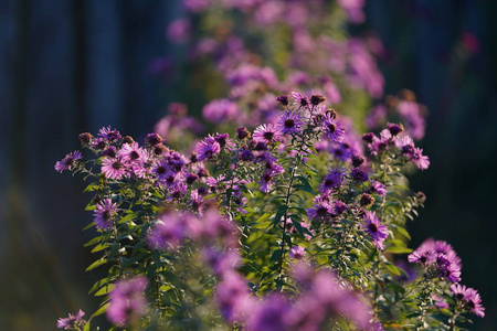 美丽的紫罗兰色花，在花园里