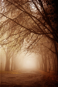 在早晨的野生森林浓雾与魔术和一个谜