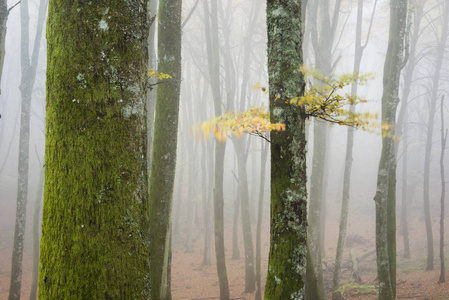 秋天的山毛榉森林与雾