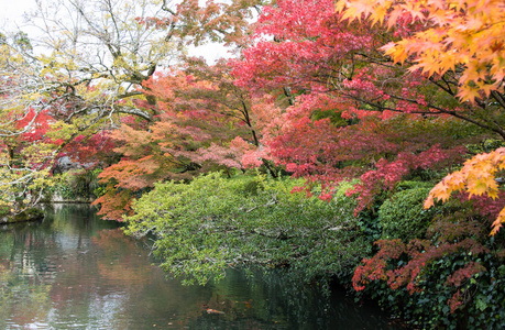 多彩的树叶在秋天