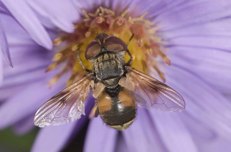 速成蝇外生植物Crassipennis在秋日Astersp上以花蜜为食 德国，欧洲