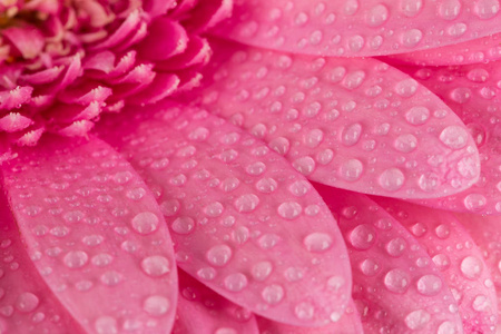 粉色非洲菊花卉