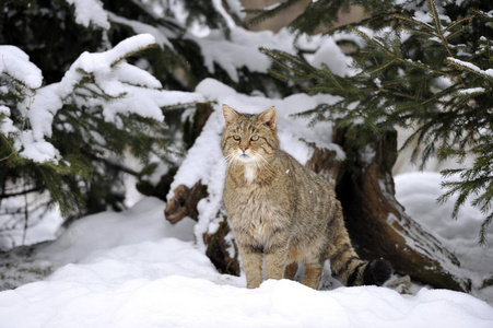 冬季森林中的野猫费利斯
