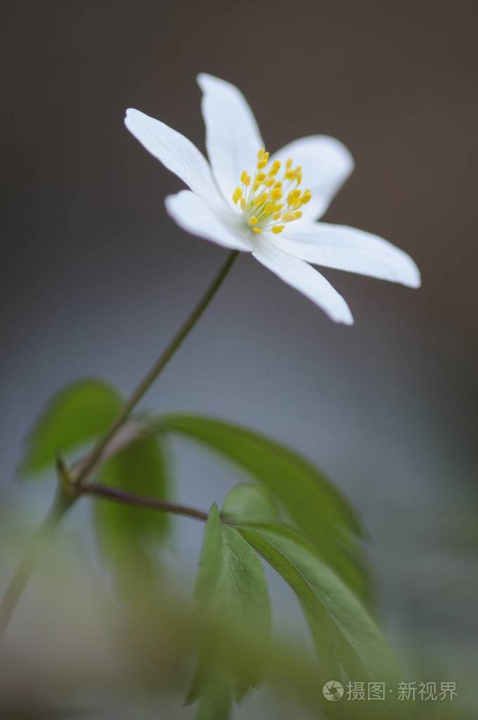 木葵花,白葵花