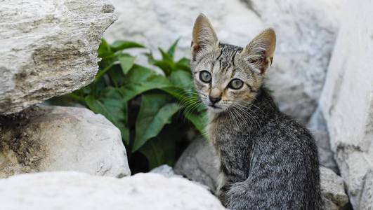 可爱的小猫猫在岩石附近种植