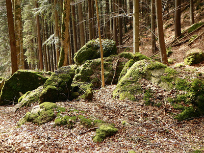 森林里有苔藓的岩石