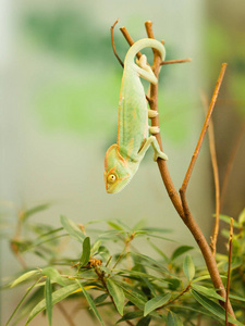 年轻的也门变色龙在树枝上上网, 寻找甲虫Chameleo calyptratus