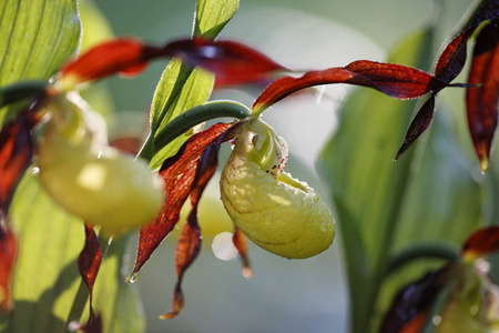 s Slipper, Cypripedium calceolus, Germany, Europe