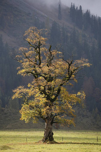枫树，角树，英格塔尔，卡温德尔山，奥地利，欧洲