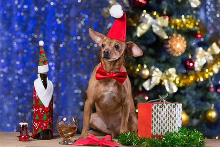一个黄色的狗在木板上, 戴着红色的帽子和红色的蝴蝶结, 在散的背景下等待圣诞节。