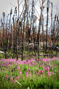 一场毁灭性的森林大火后植物的首次生长