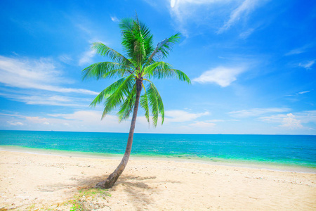 带椰子棕榈的热带海滩