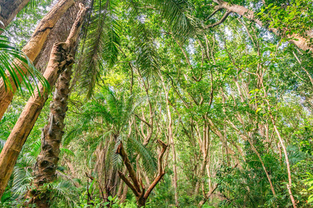 棕榈树丛林景观