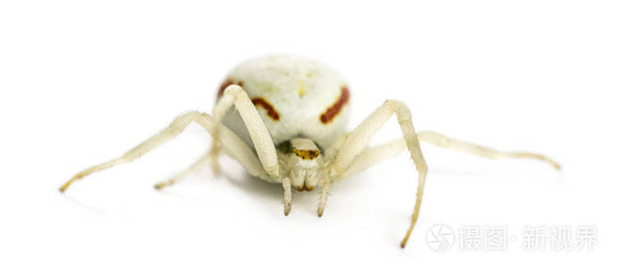 黄金蟹蜘蛛,在白色背景前的 misumena vatia