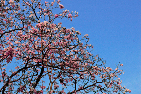 盛开的樱花粉红色的樱花与蓝天