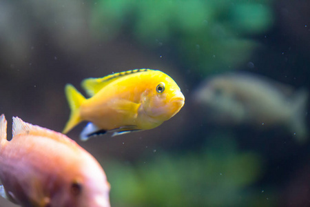 可爱的水族馆鱼