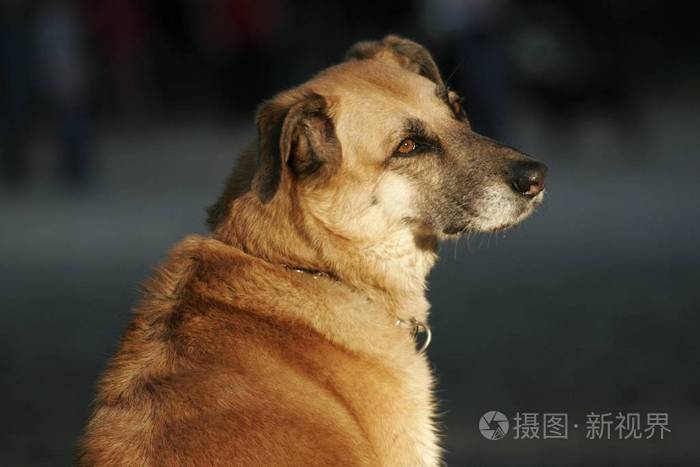 东张西望的狗