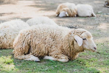 在绿色草地上的羊
