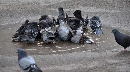 雨后, 鸽子在水坑里洗澡