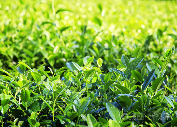 许多芳香的新鲜绿色多汁的茶叶生长在