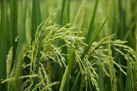 绿草田新鲜生米植物