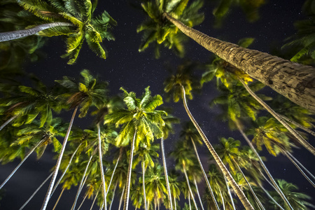 夜空中的棕榈树