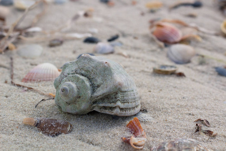 海滨沙滩上的大贝壳和蛤蜊, 海滩海景