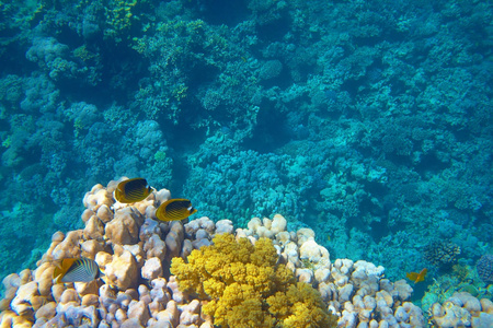 美丽的热带珊瑚礁在海上
