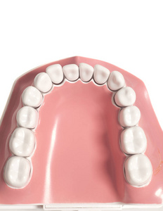 白色背景下的牙齿模型图片