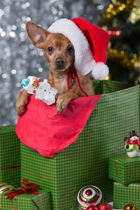 一个棕色的狗在一个圣诞老人的帽子坐在一个礼物盒的背景下, 一个模糊的散