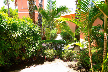 一个花园的一块，在夏天的背景上有绿色的棕榈树和玫瑰墙。 不错的背景