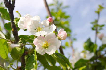 苹果开花。 春天，白色的苹果开在苹果树枝上