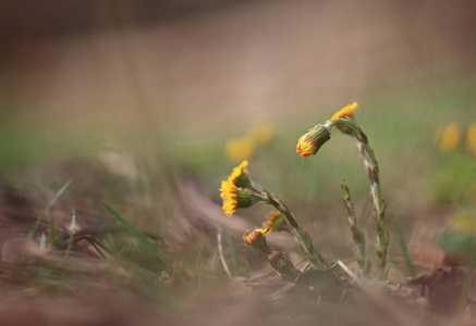 s rays ,the first flowers begin to bloom.