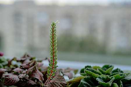 绿色植物在窗户上发芽