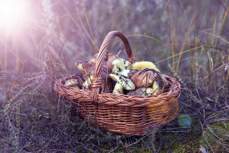 柳条棕色篮子与森林可食蘑菇