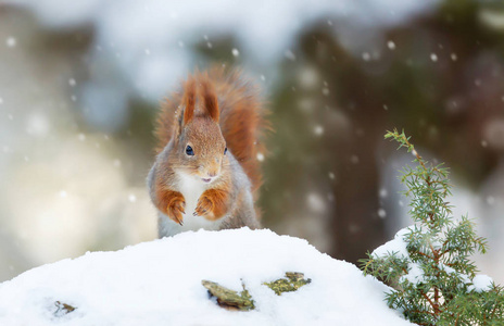 落雪中的红松鼠.