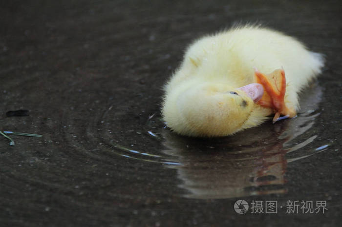 可爱的小刚出生的小鸭子站在水里打扫卫生