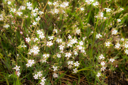 野花，宏观，特写.